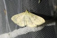 Patania ruralis