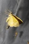 Camptogramma bilineata
