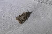 Scoparia
