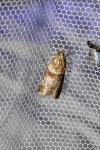 Acrobasis repandana