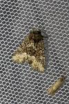 Oligia strigilis/versicolor