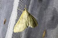Paratalanta hyalinalis
