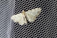 Pasiphila rectangulata