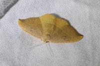 Watsonalla binaria