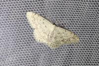 Scopula marginepunctata