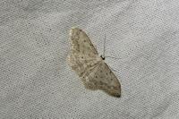 Idaea seriata