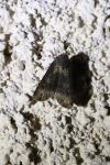 Agrotis ipsilon
