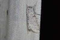 Cerura erminea
