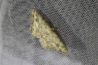 Ectropis crepuscularia