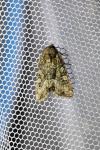 Oligia
