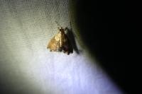 Agrotera nemoralis