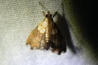Agrotera nemoralis