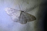 Scopula marginepunctata