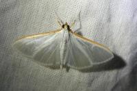 Palpita vitrealis