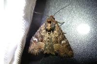 Mesapamea secalella/secalis