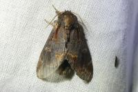 Notodonta dromedarius