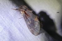 Notodonta dromedarius