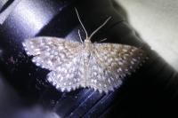 Scopula tessellaria