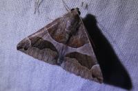 Dysgonia algira