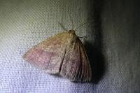 Aplasta ononaria