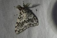 Lymantria monacha