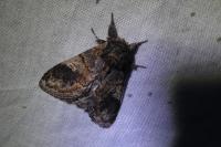 Notodonta tritophus