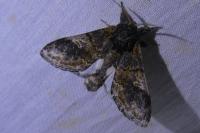 Notodonta tritophus