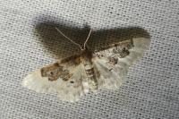 Idaea rusticata