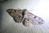 Ascotis selenaria