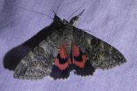 Catocala nupta