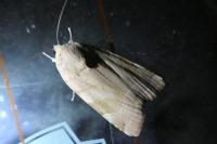 Noctua fimbriata/tirrenica