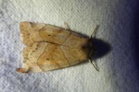 Cosmia trapezina