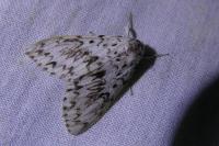 Lymantria dispar