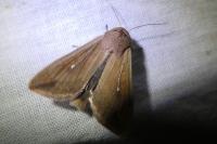 Mythimna unipuncta
