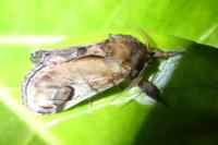 Notodonta ziczac