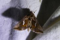 Macdunnoughia confusa