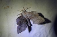 Laothoe populi