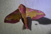 Deilephila porcellus
