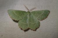 Thalera fimbrialis
