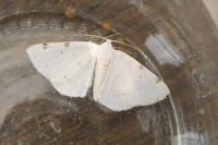 Lomographa bimaculata