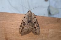 Catocala electa