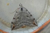 Aplocera plagiata