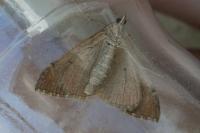 Aplocera plagiata