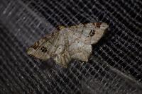 Macaria notata