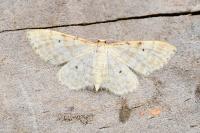 Idaea fuscovenosa
