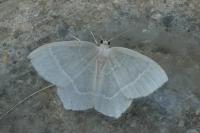 Jodis lactearia