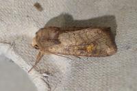 Amphipoea fucosa
