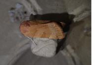 Noctua fimbriata