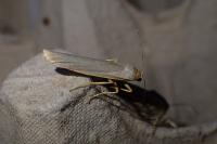 Eilema caniola
