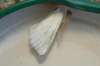 Sphrageidus similis